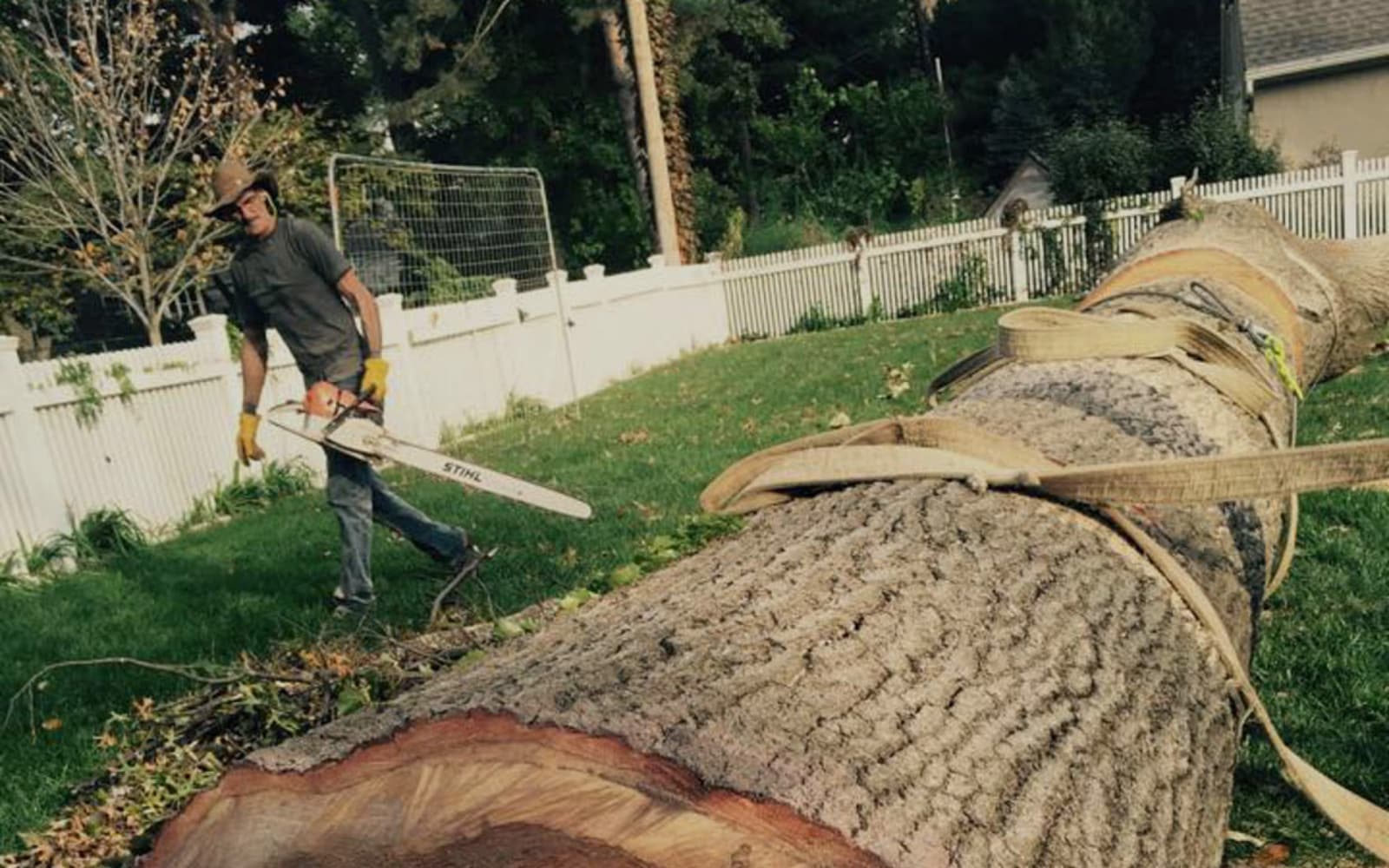 Tree Removal