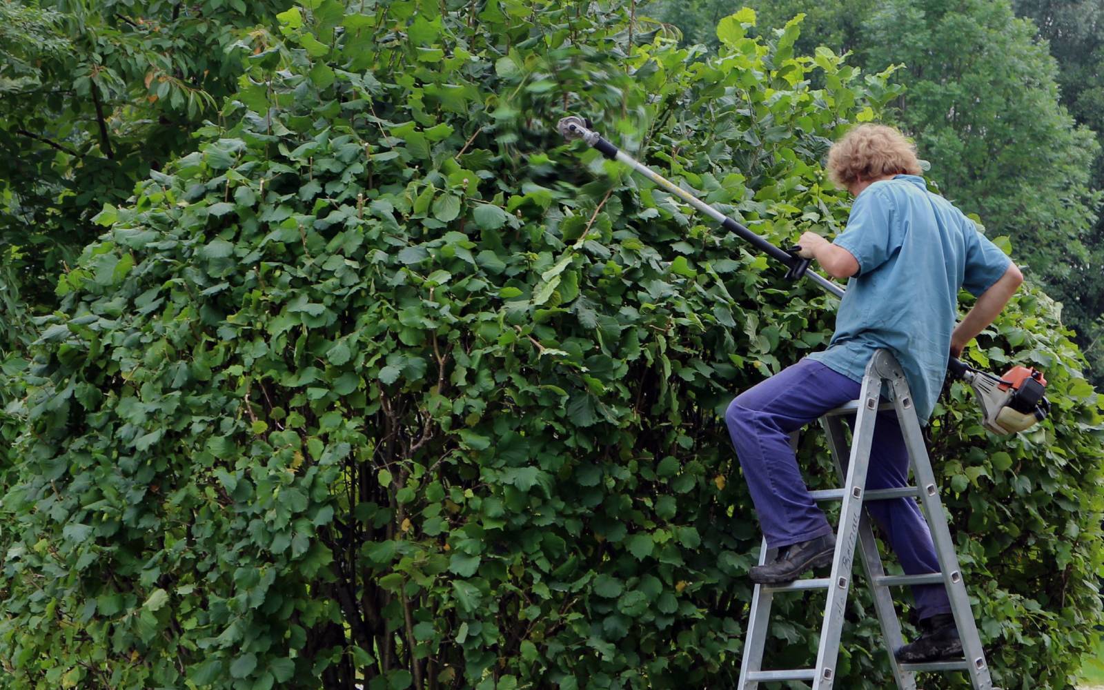 Tree Maintenance